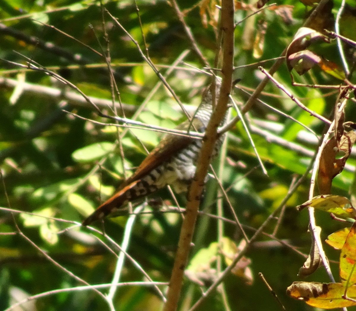 Violet Cuckoo - Gwen Taylor