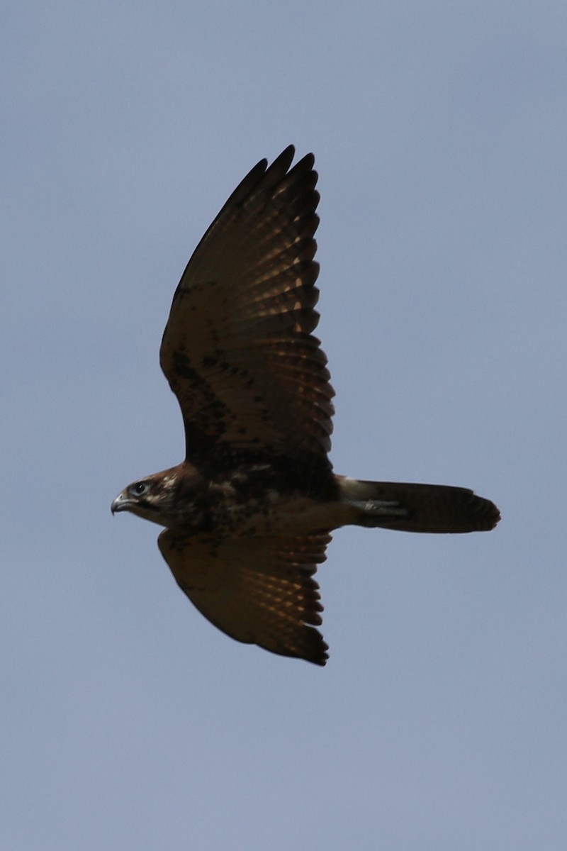 Brown Falcon - ML560787601