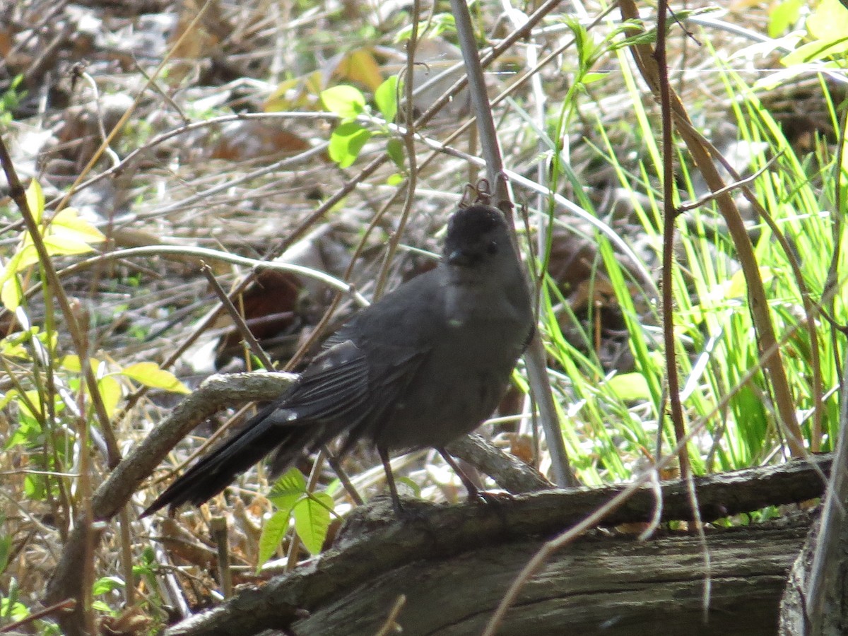 Gray Catbird - ML56078771