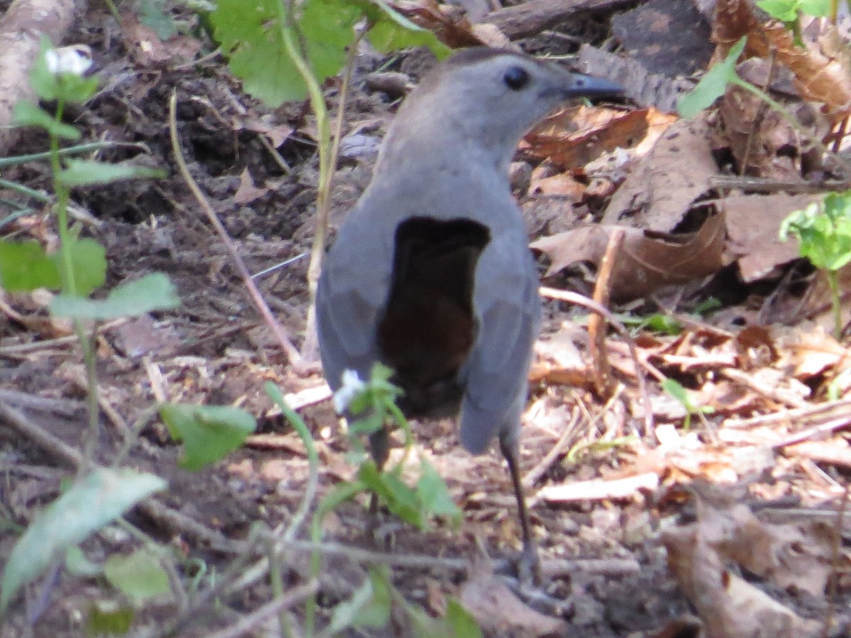 Gray Catbird - ML56078791