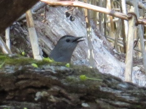 Gray Catbird - ML56078831