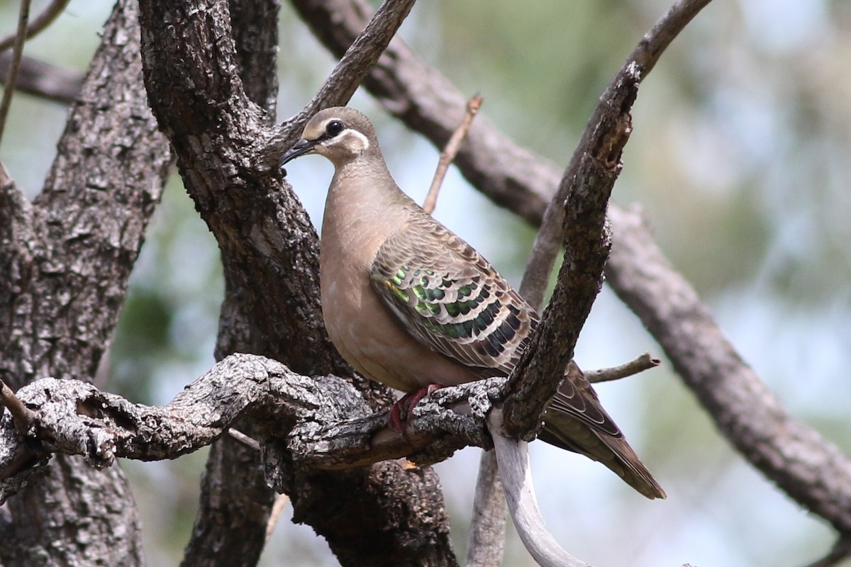 Common Bronzewing - Dave O'Connor