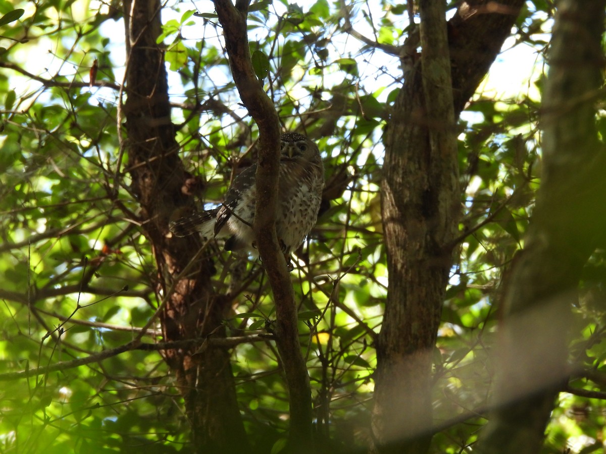 Cuban Pygmy-Owl - ML560788771