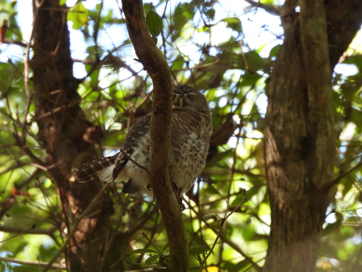 Cuban Pygmy-Owl - ML560788841