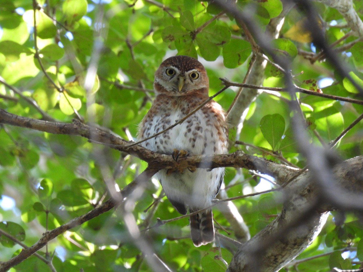 Cuban Pygmy-Owl - ML560789141
