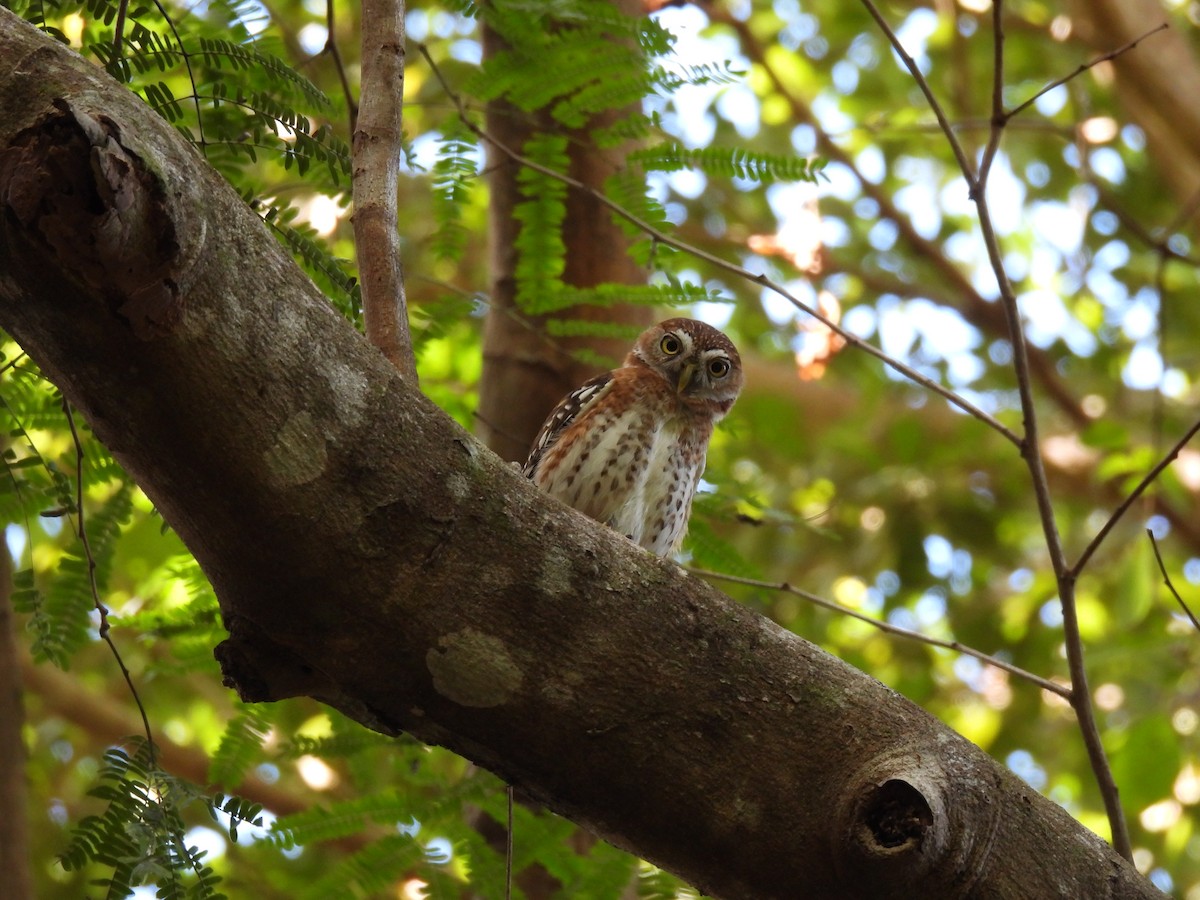 Cuban Pygmy-Owl - ML560789301