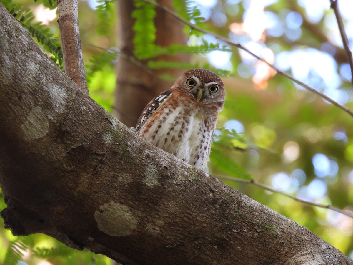 Cuban Pygmy-Owl - ML560789471