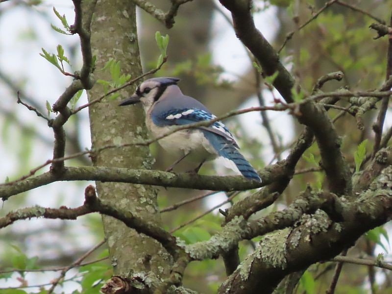 Blue Jay - Tracy The Birder