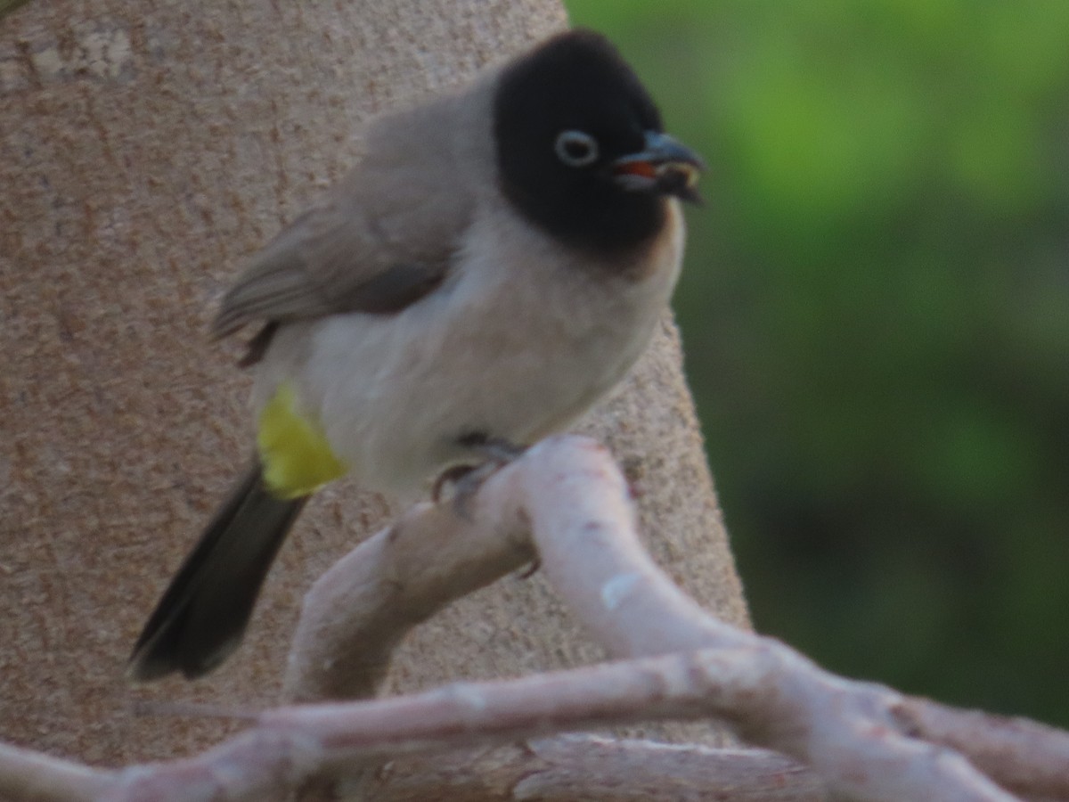 White-spectacled Bulbul - ML560790281