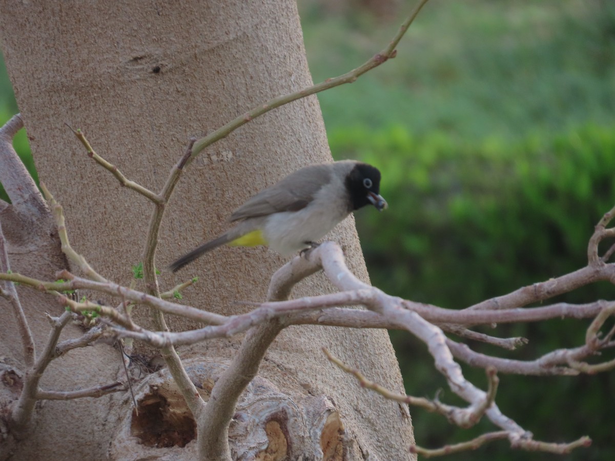 White-spectacled Bulbul - ML560790291