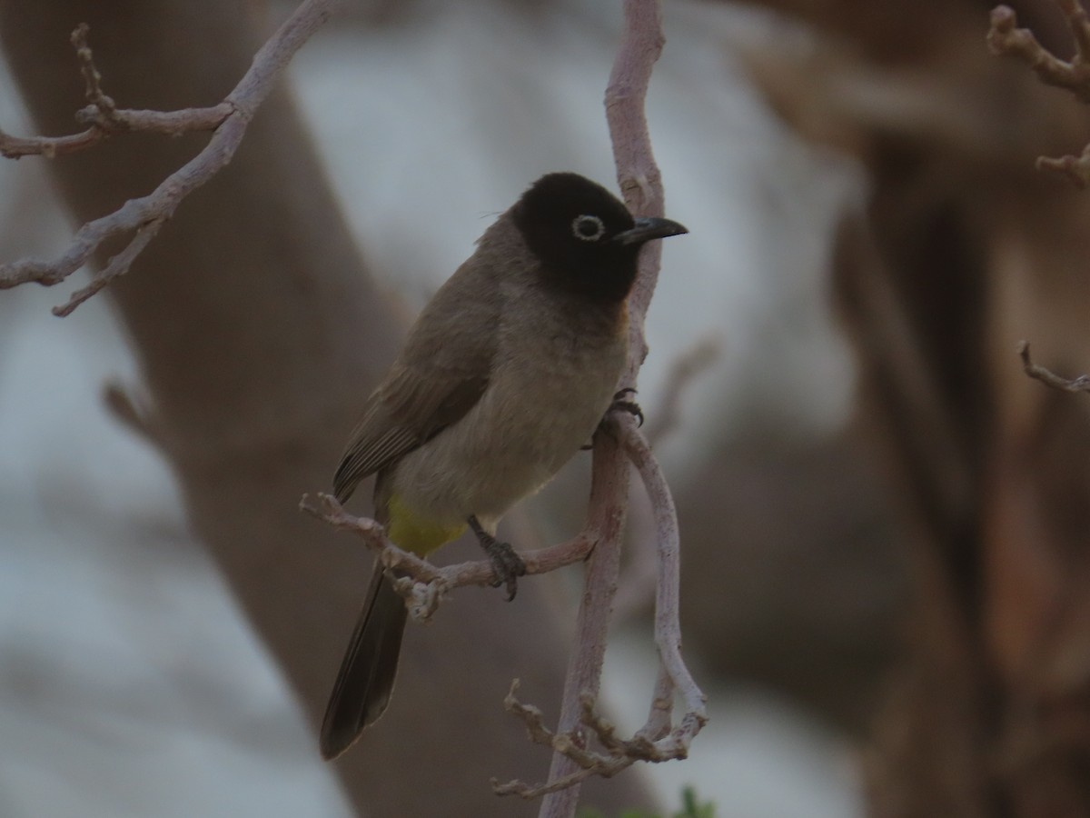 bulbul arabský - ML560790301