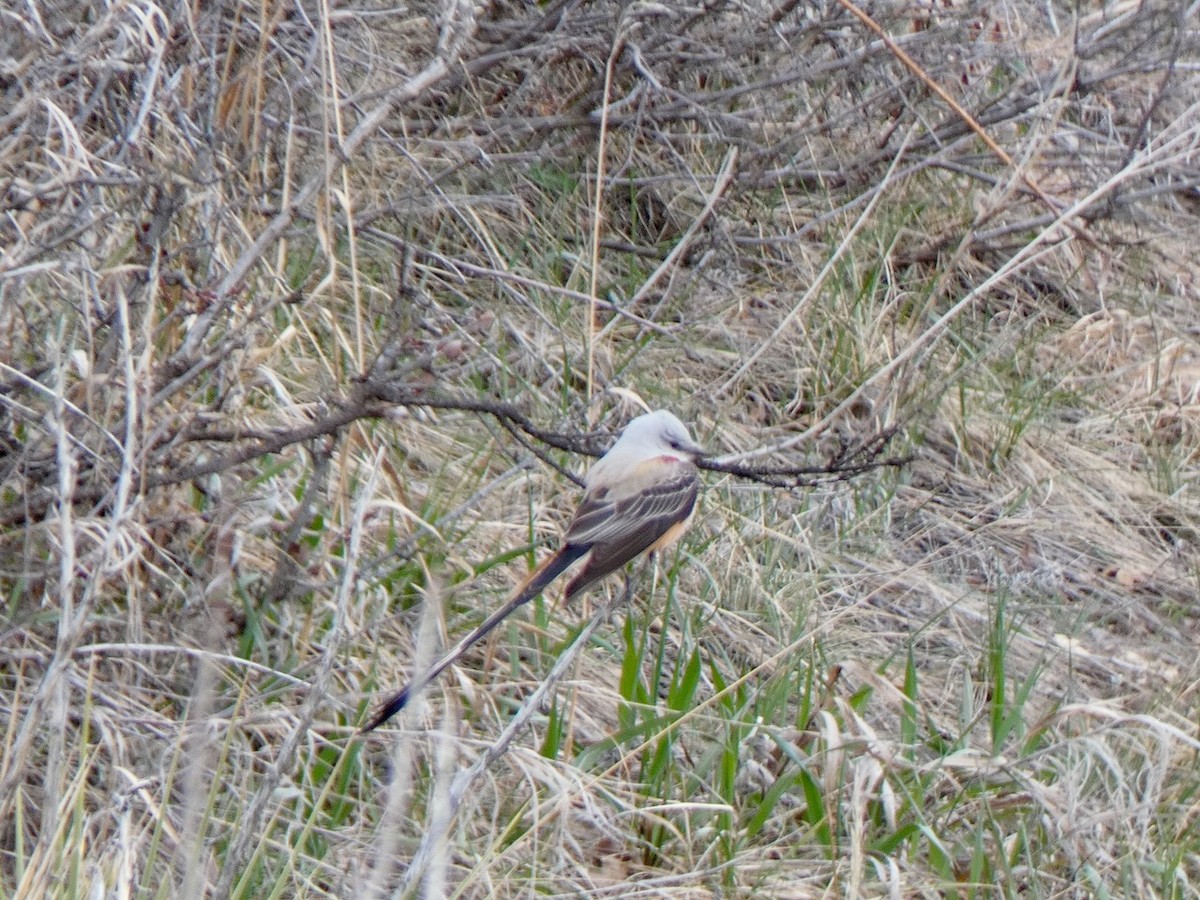 Scissor-tailed Flycatcher - ML560790451