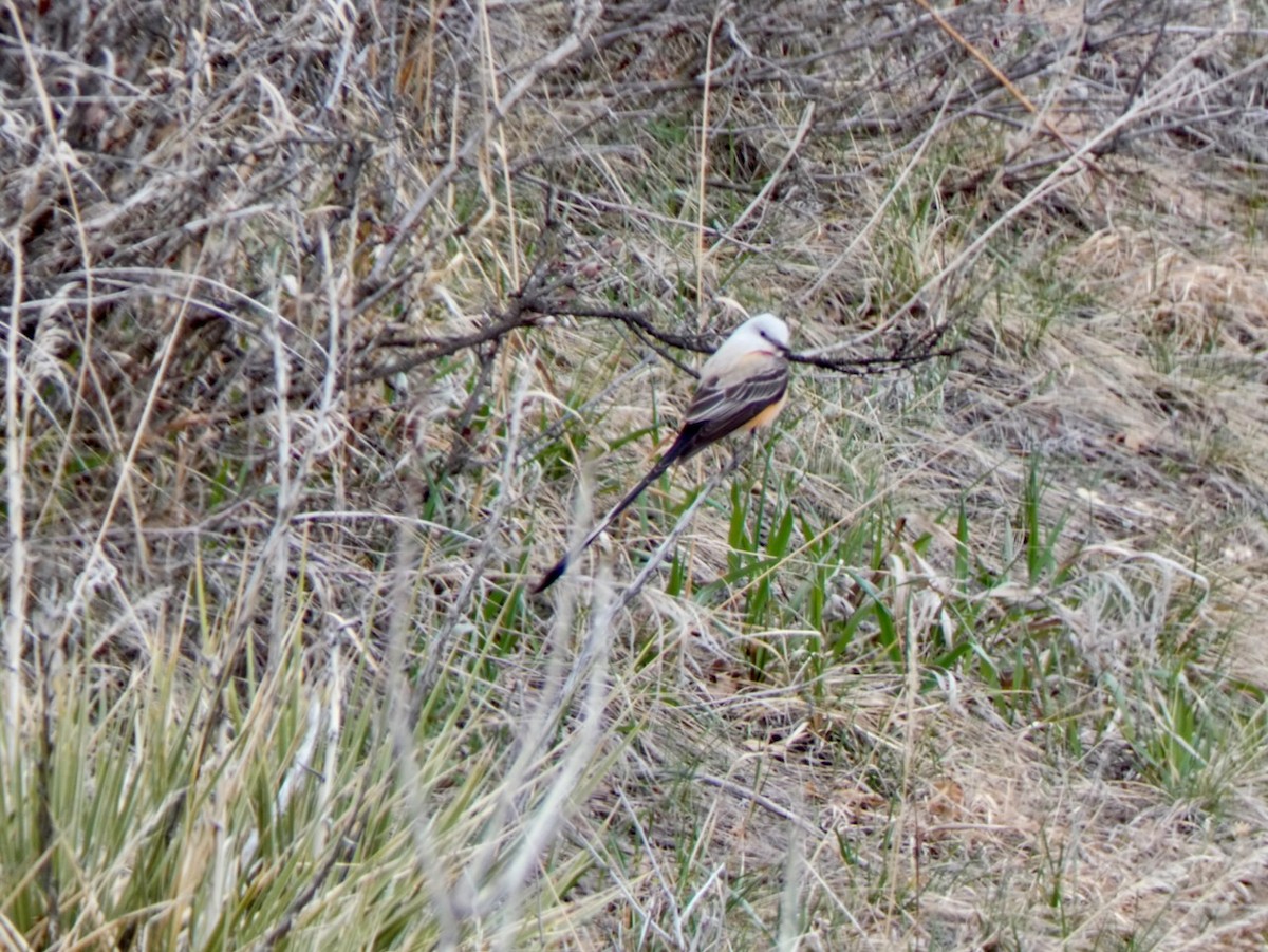 Scissor-tailed Flycatcher - ML560790461