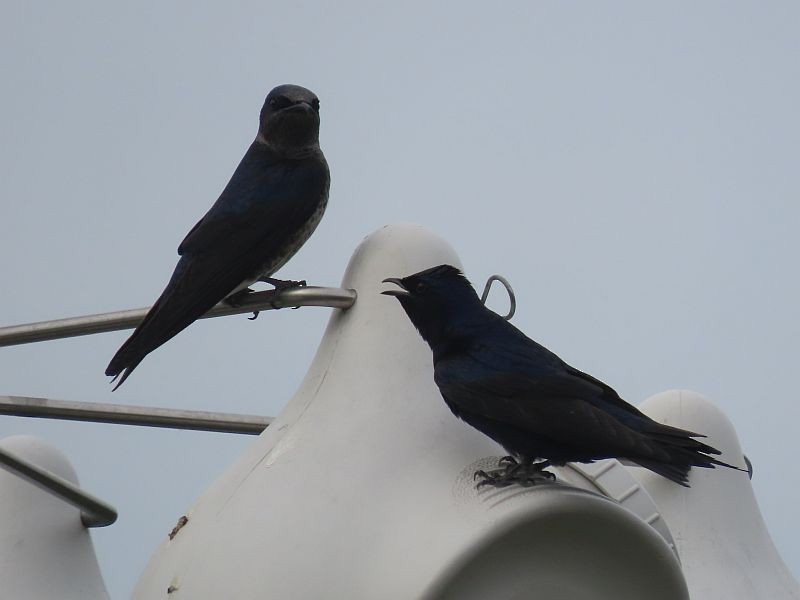 Purple Martin - ML560791351