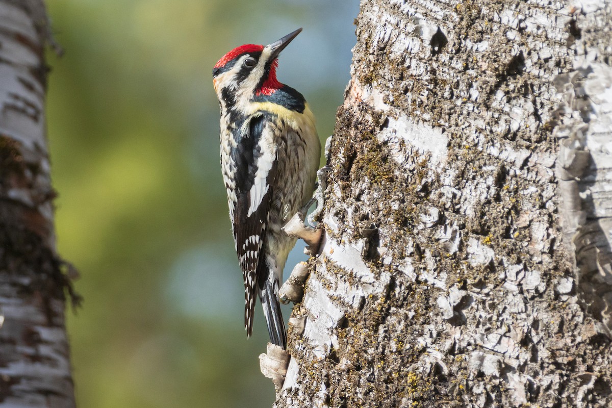 Yellow-bellied Sapsucker - ML560791441