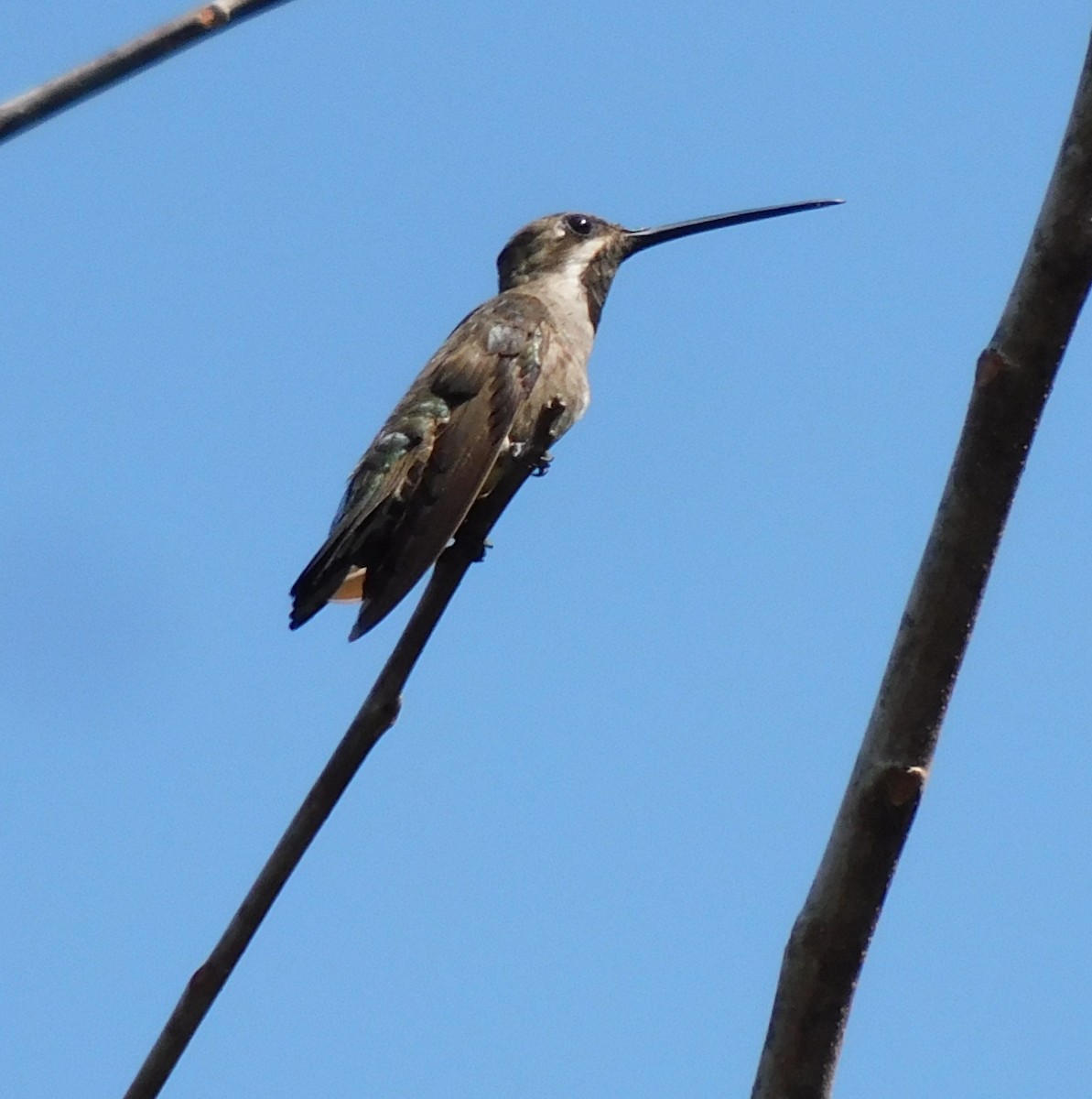 Plain-capped Starthroat - Anitha Chub