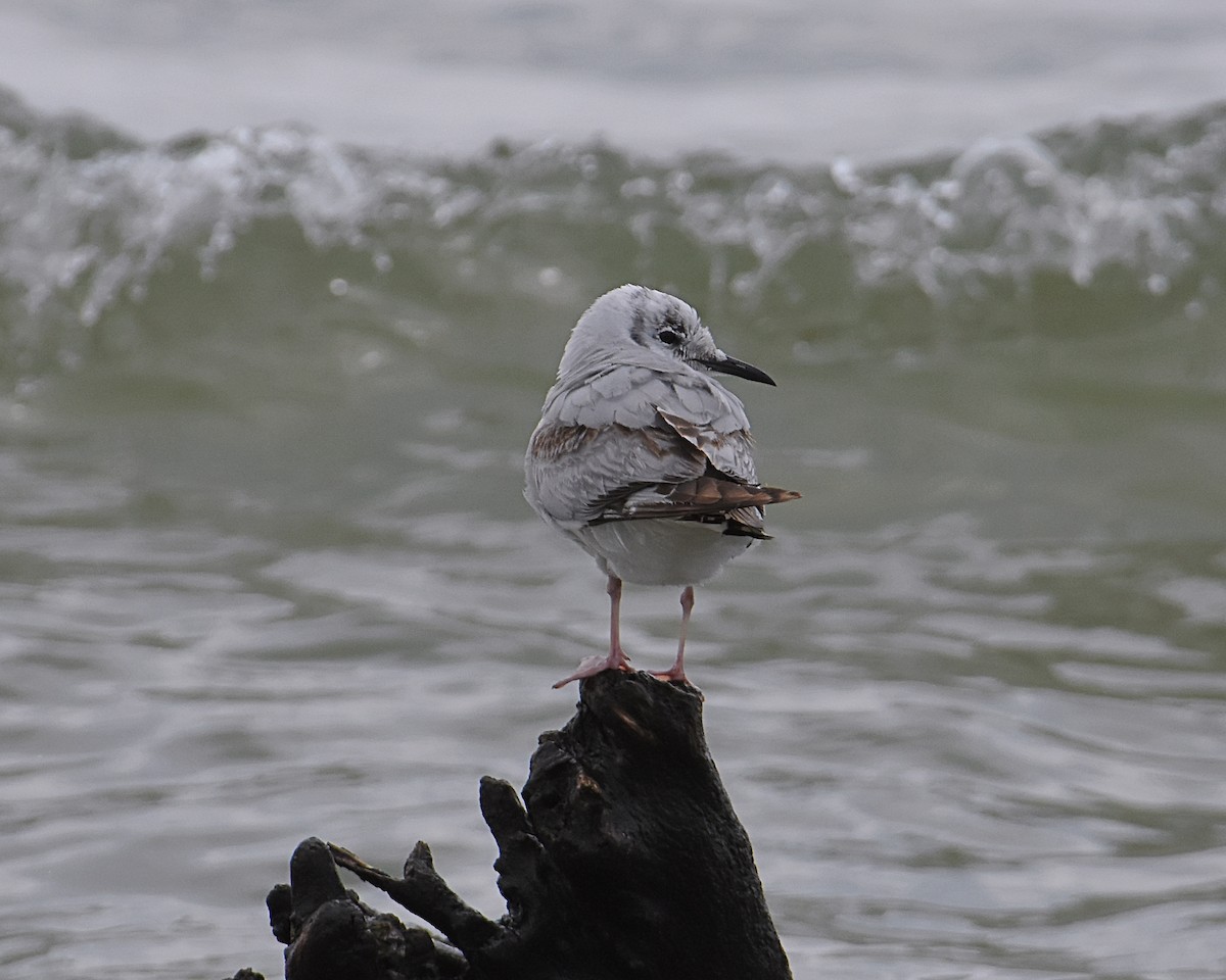 Bonaparte's Gull - ML560792501