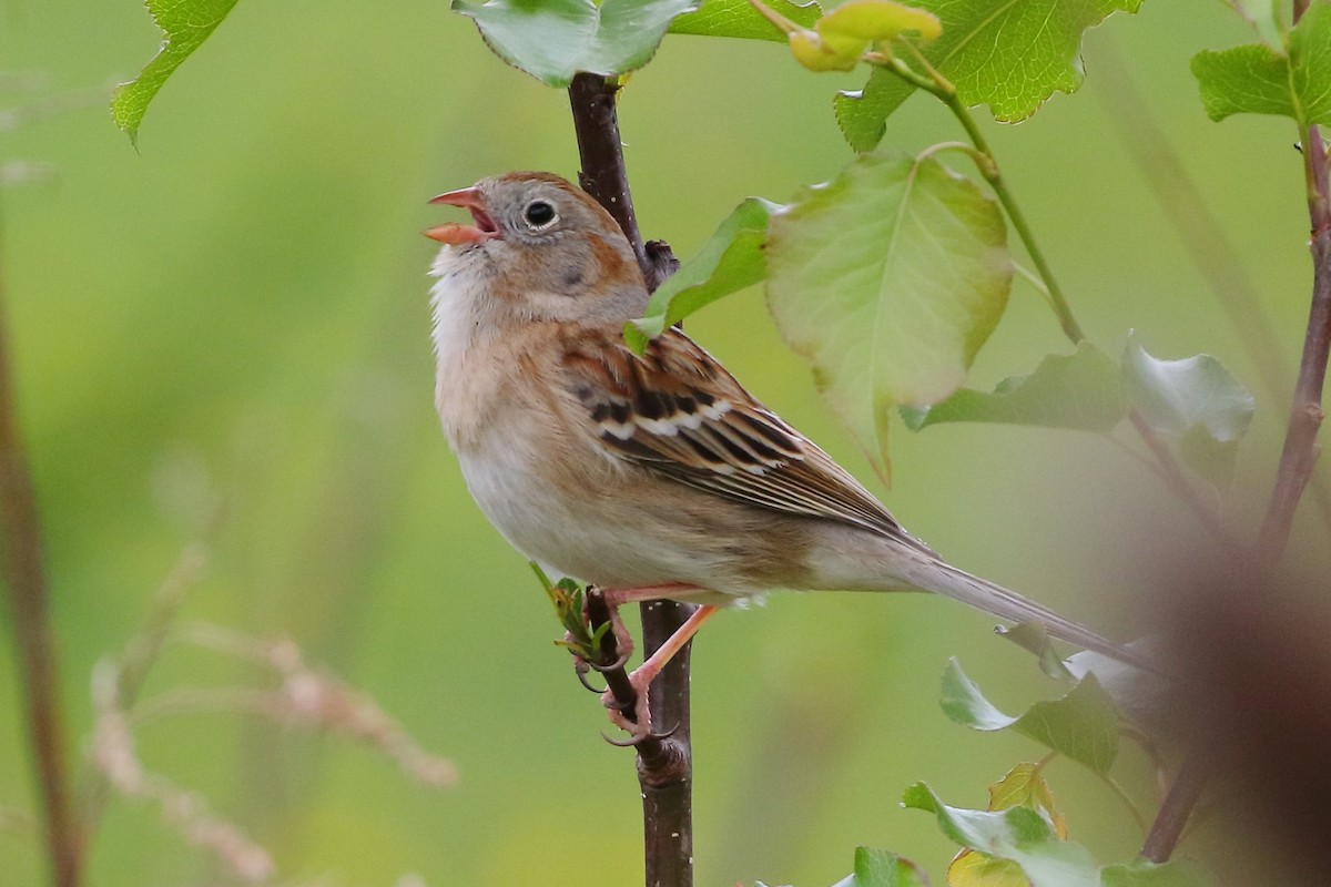 Field Sparrow - ML560794041