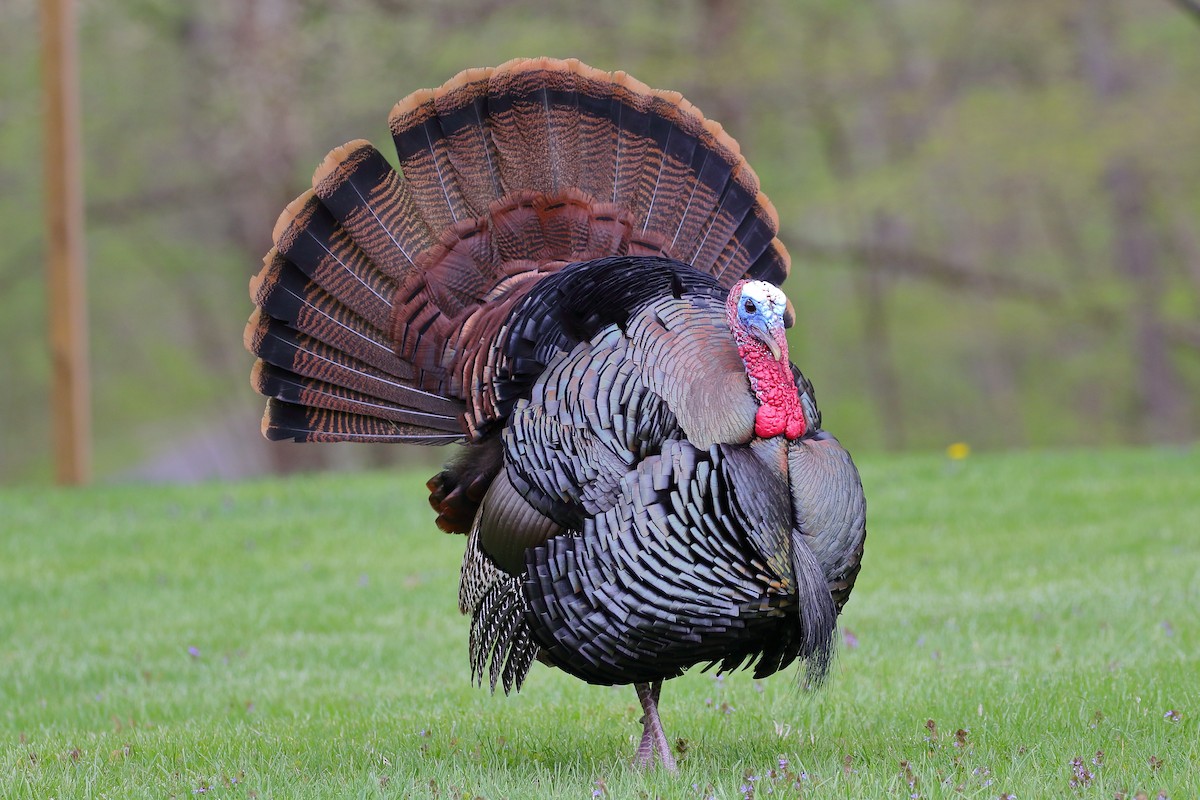 Wild Turkey - ML560794241