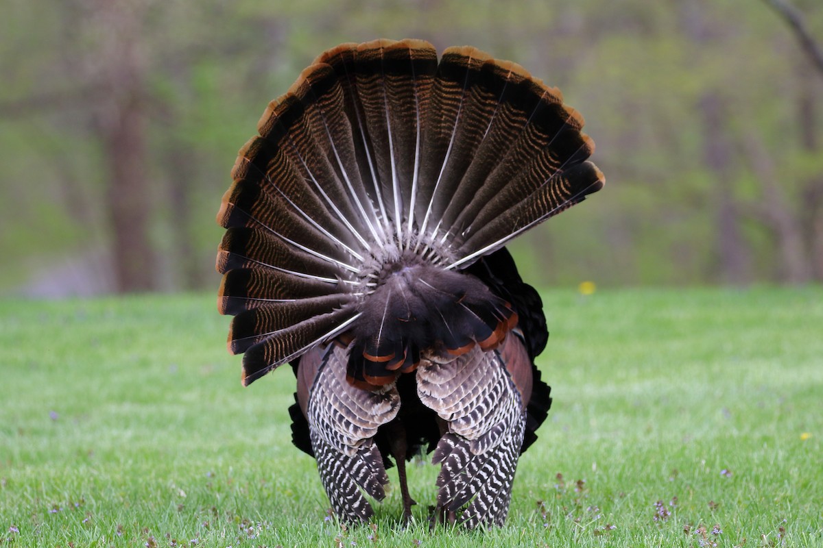 Wild Turkey - ML560794311