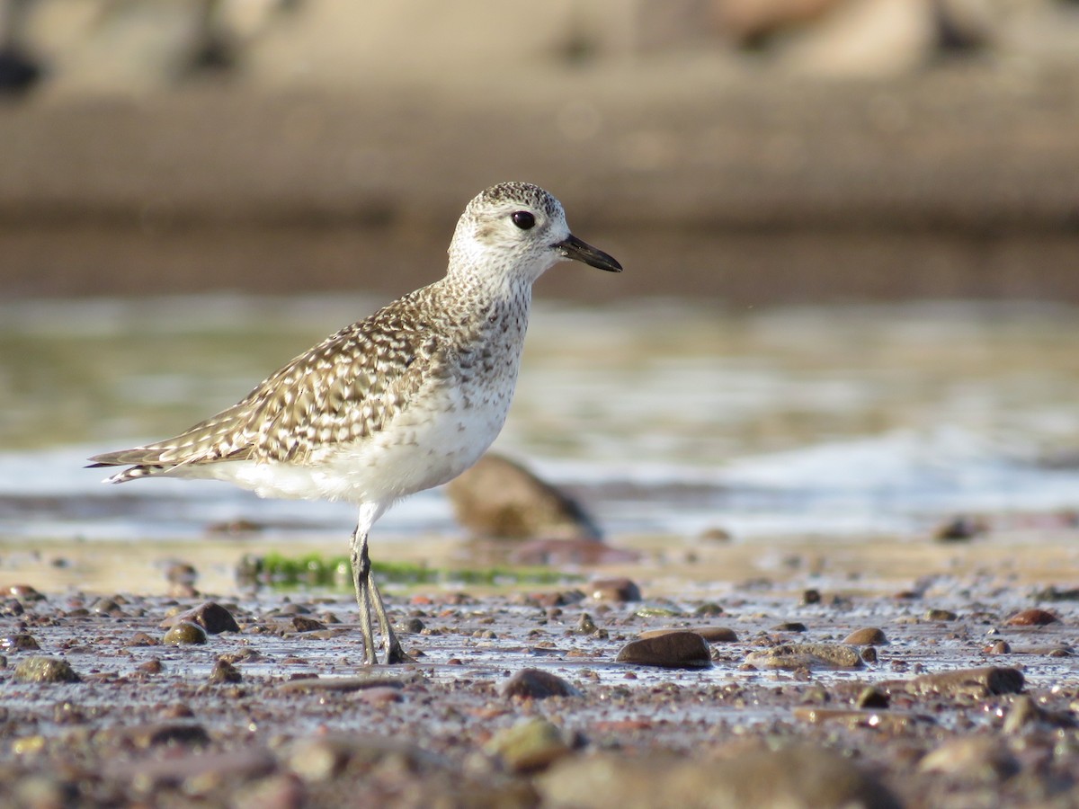 Black-bellied Plover - ML560794601