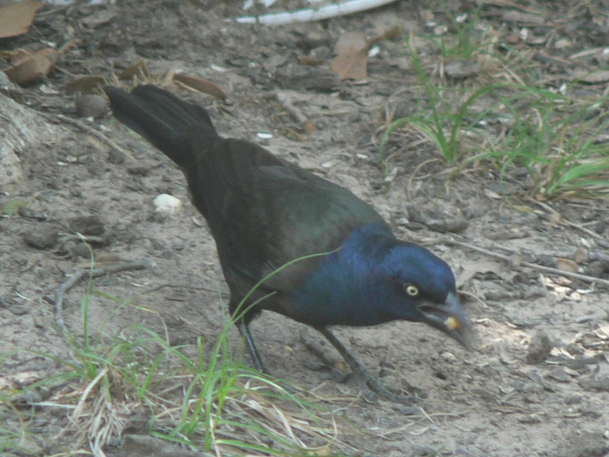 Common Grackle - Meredith Wallace