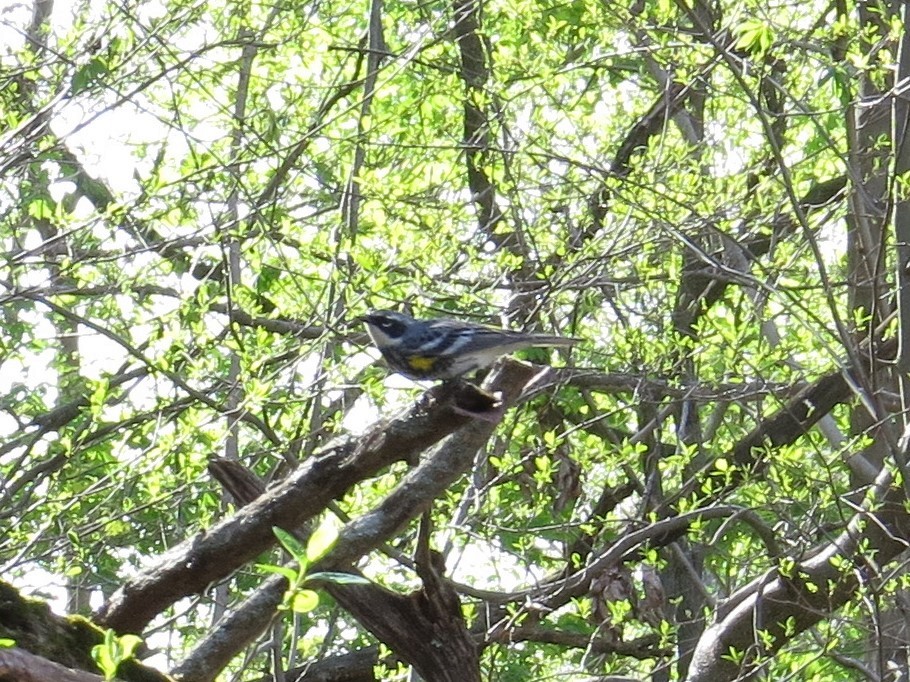 Yellow-rumped Warbler - ML56079531