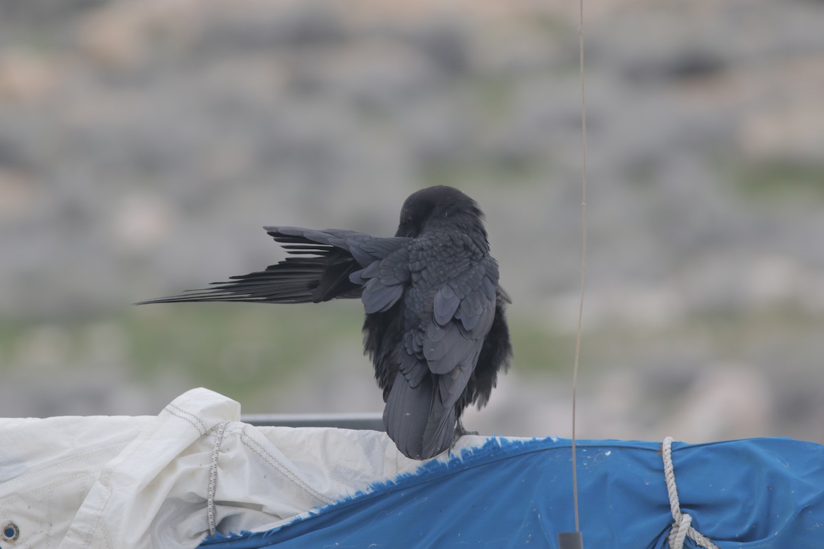 Common Raven - ML560796441