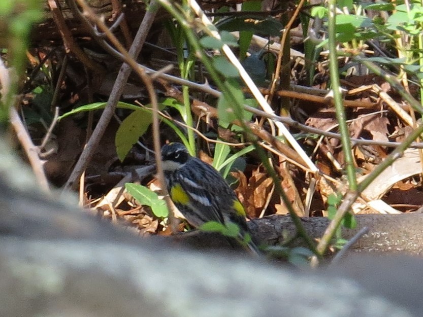 Yellow-rumped Warbler - ML56079651