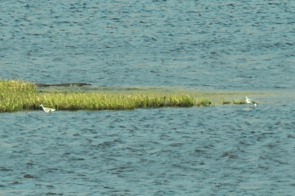 Common Greenshank - ML560797771