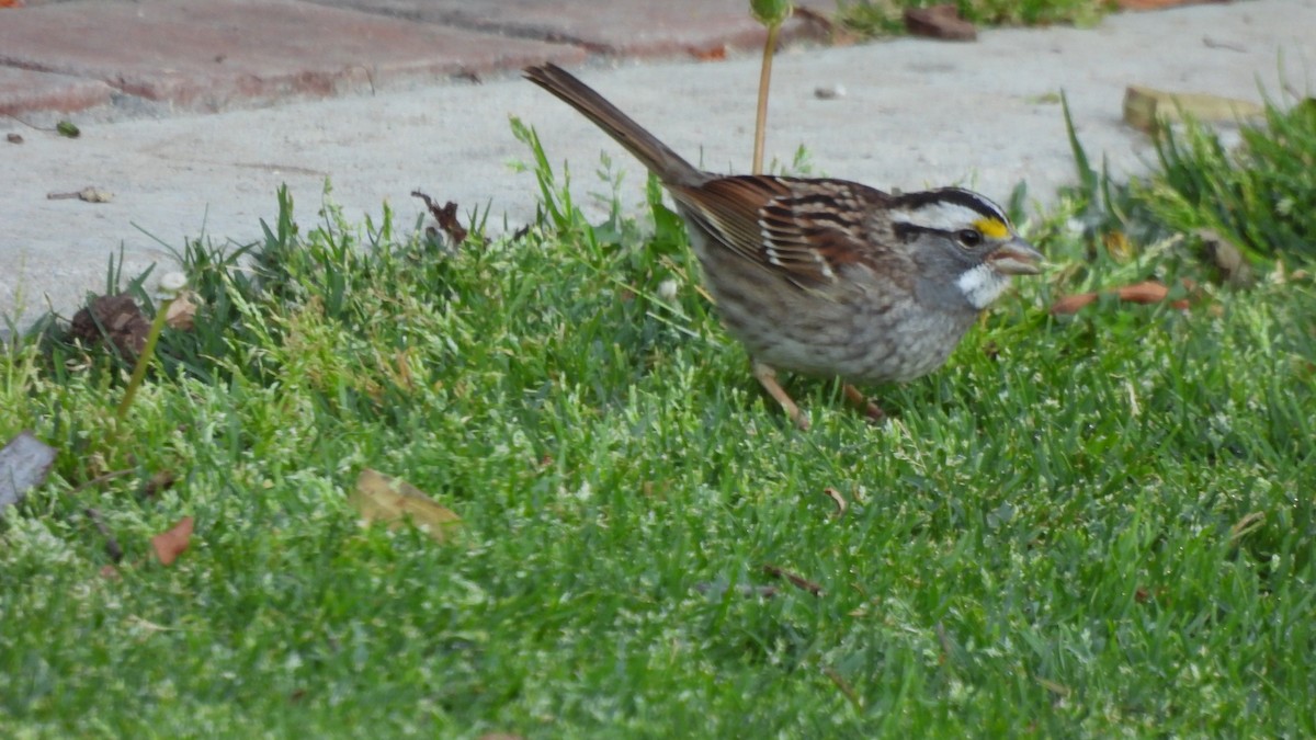 White-throated Sparrow - Karen Evans