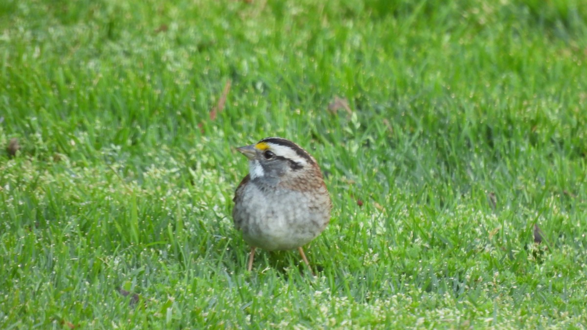 White-throated Sparrow - Karen Evans