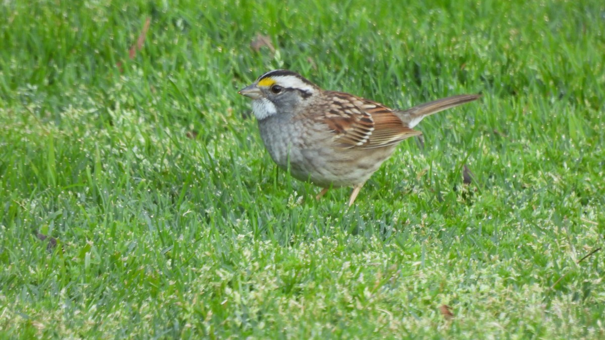 White-throated Sparrow - Karen Evans