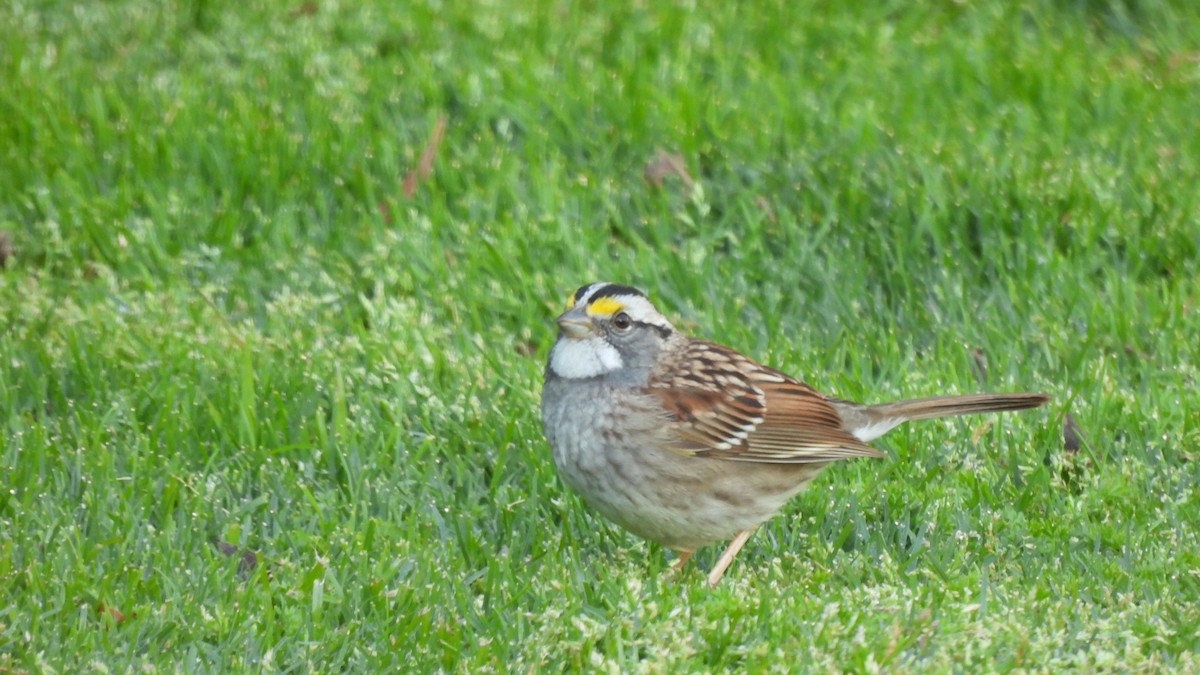 White-throated Sparrow - Karen Evans