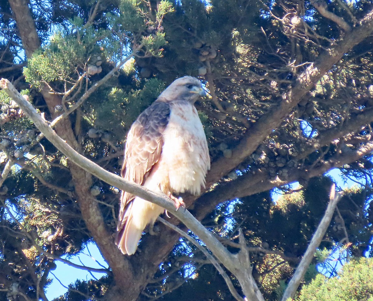 Red-tailed Hawk - ML560798401
