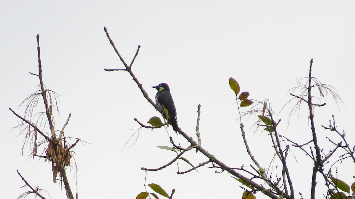 Acorn Woodpecker - ML56079921