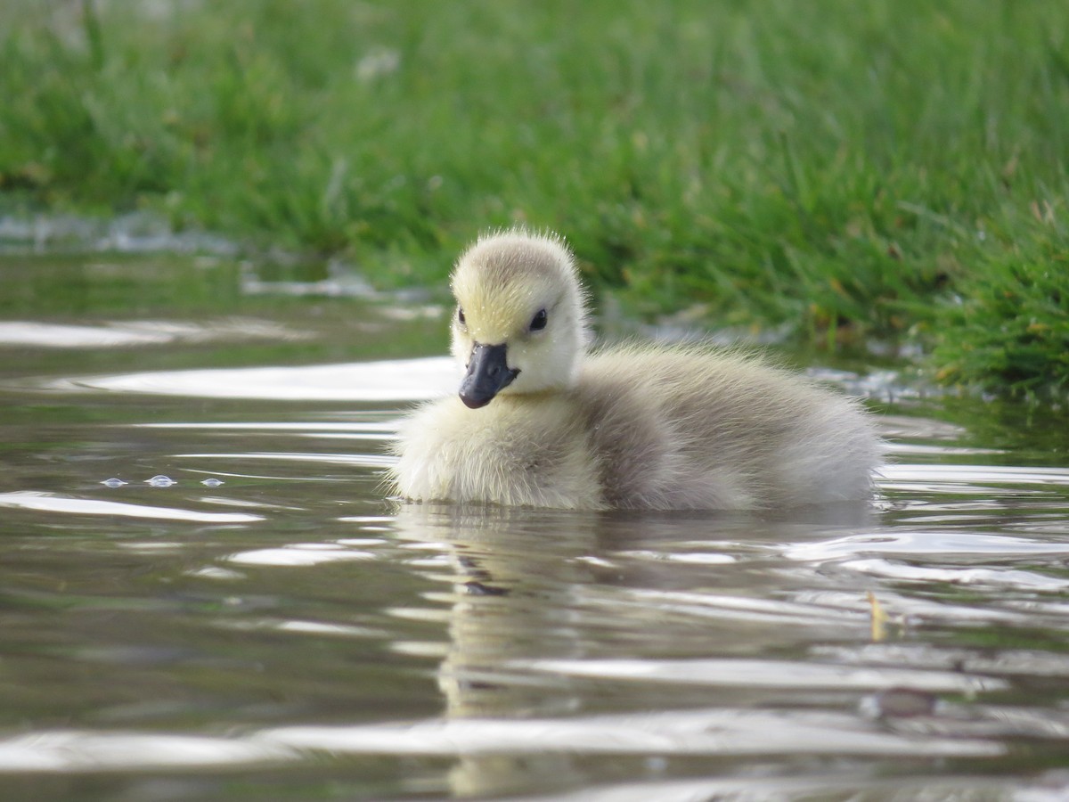 Canada Goose - ML56079971