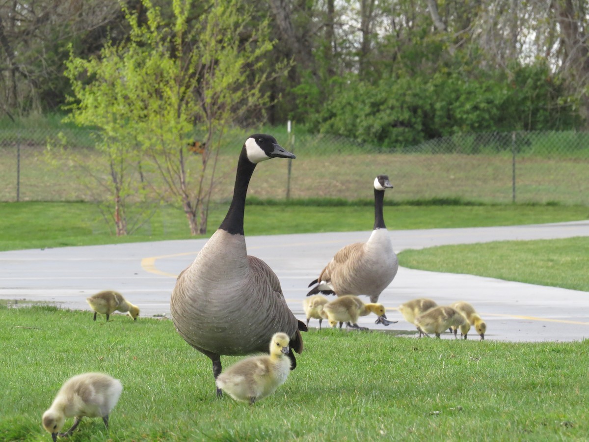 Canada Goose - ML56079981