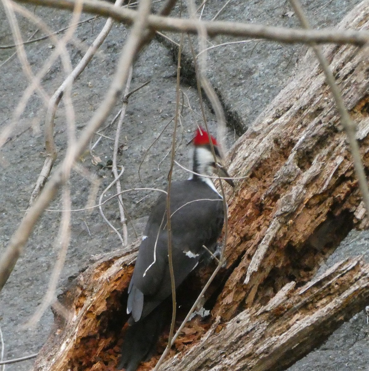 Pileated Woodpecker - ML560799851