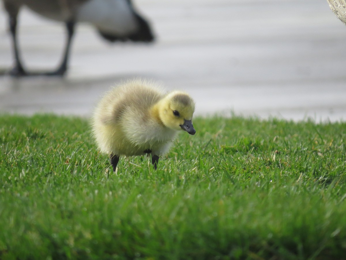 Canada Goose - Ian Hearn