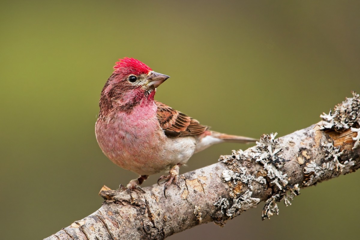 Cassin's Finch - ML560800121