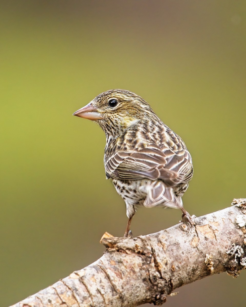 Cassin's Finch - ML560800191