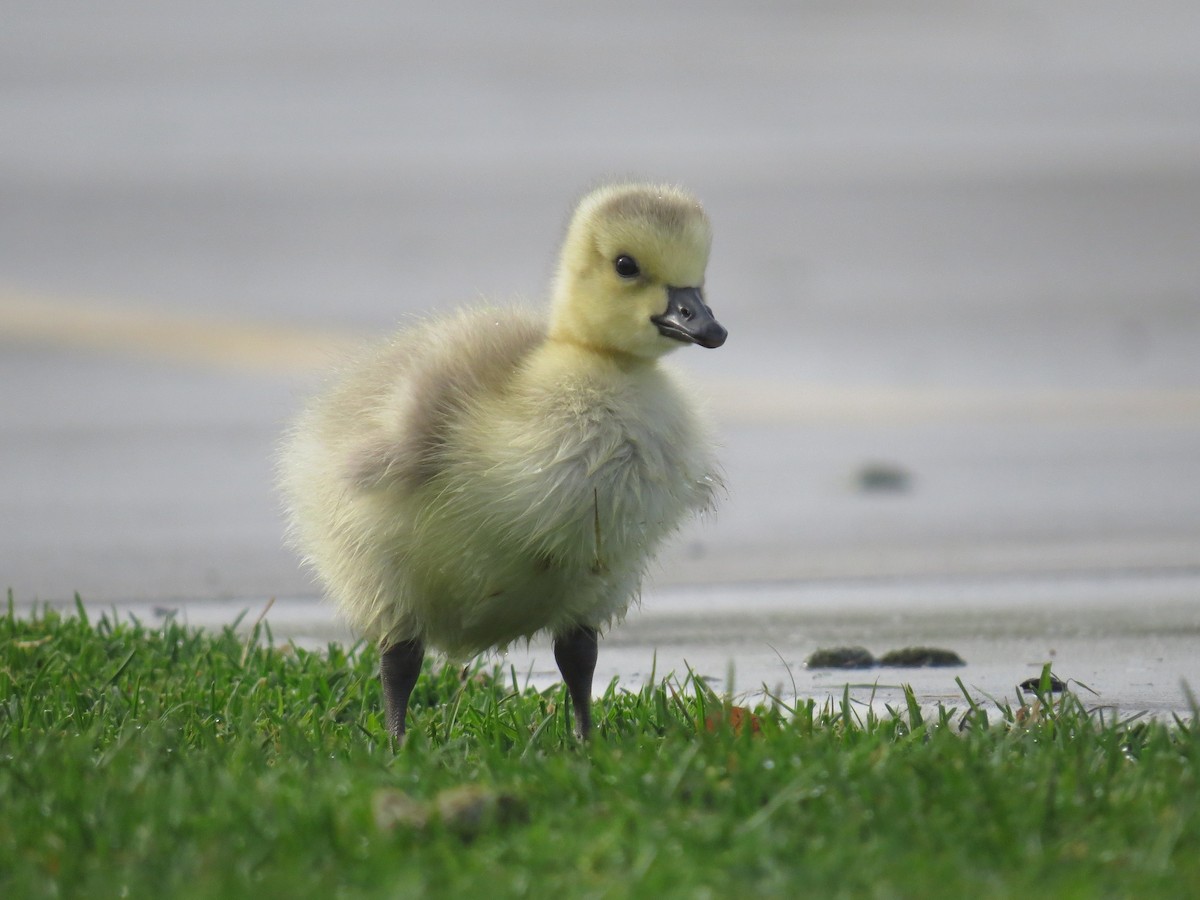 Canada Goose - ML56080091