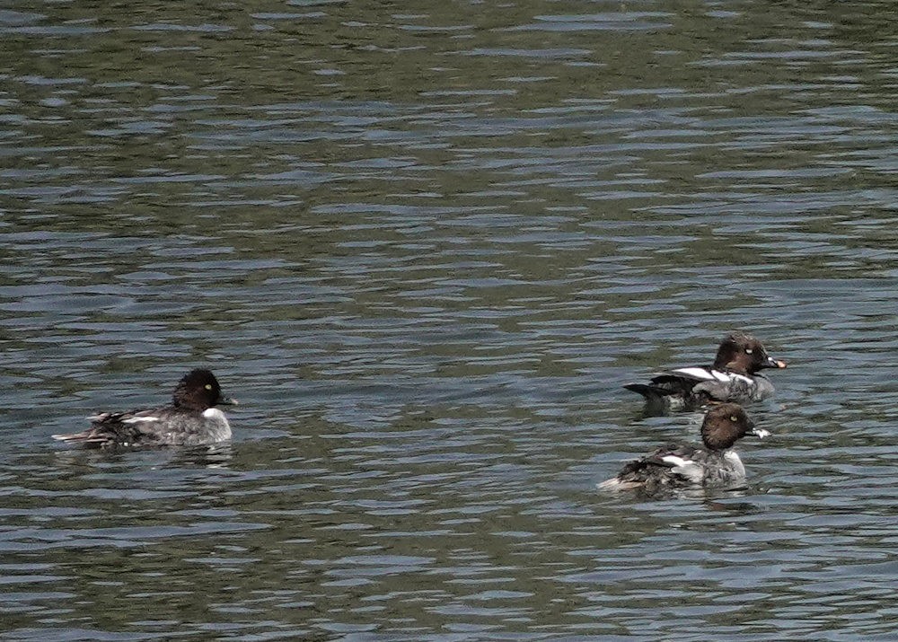 Common Goldeneye - ML560800961