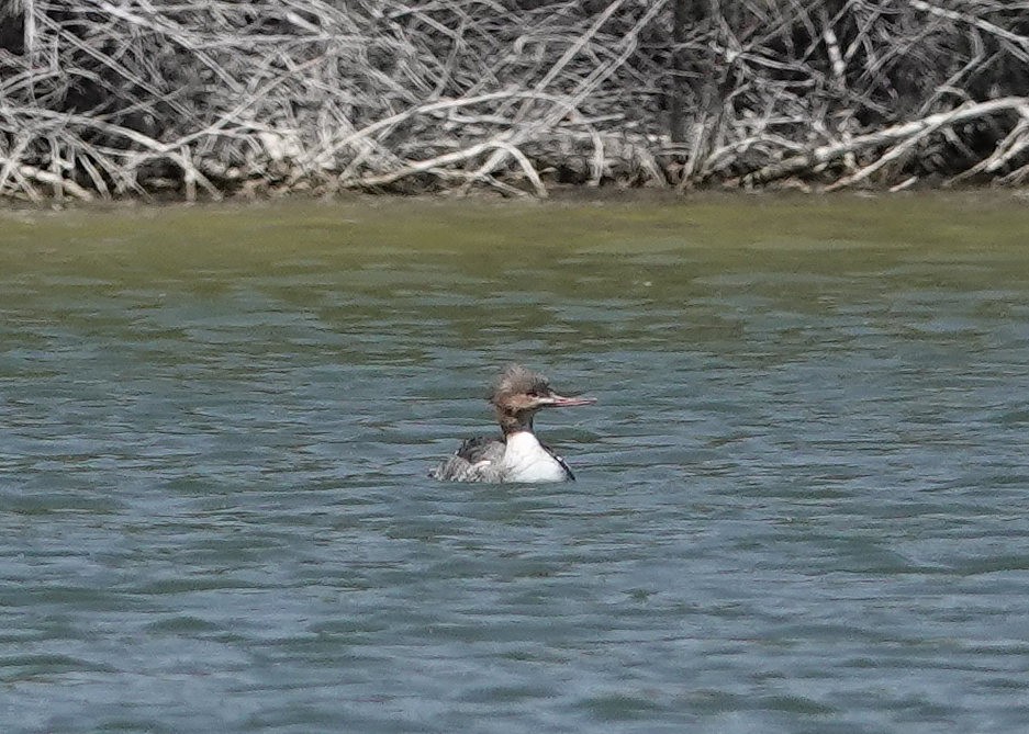 Red-breasted Merganser - ML560801081