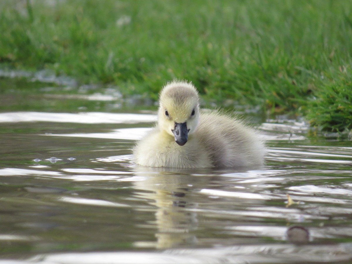 Canada Goose - ML56080131