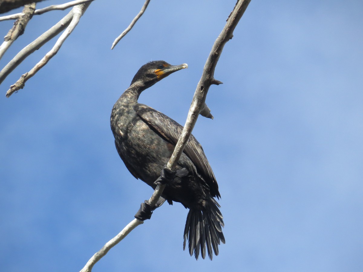 Double-crested Cormorant - Ian Hearn