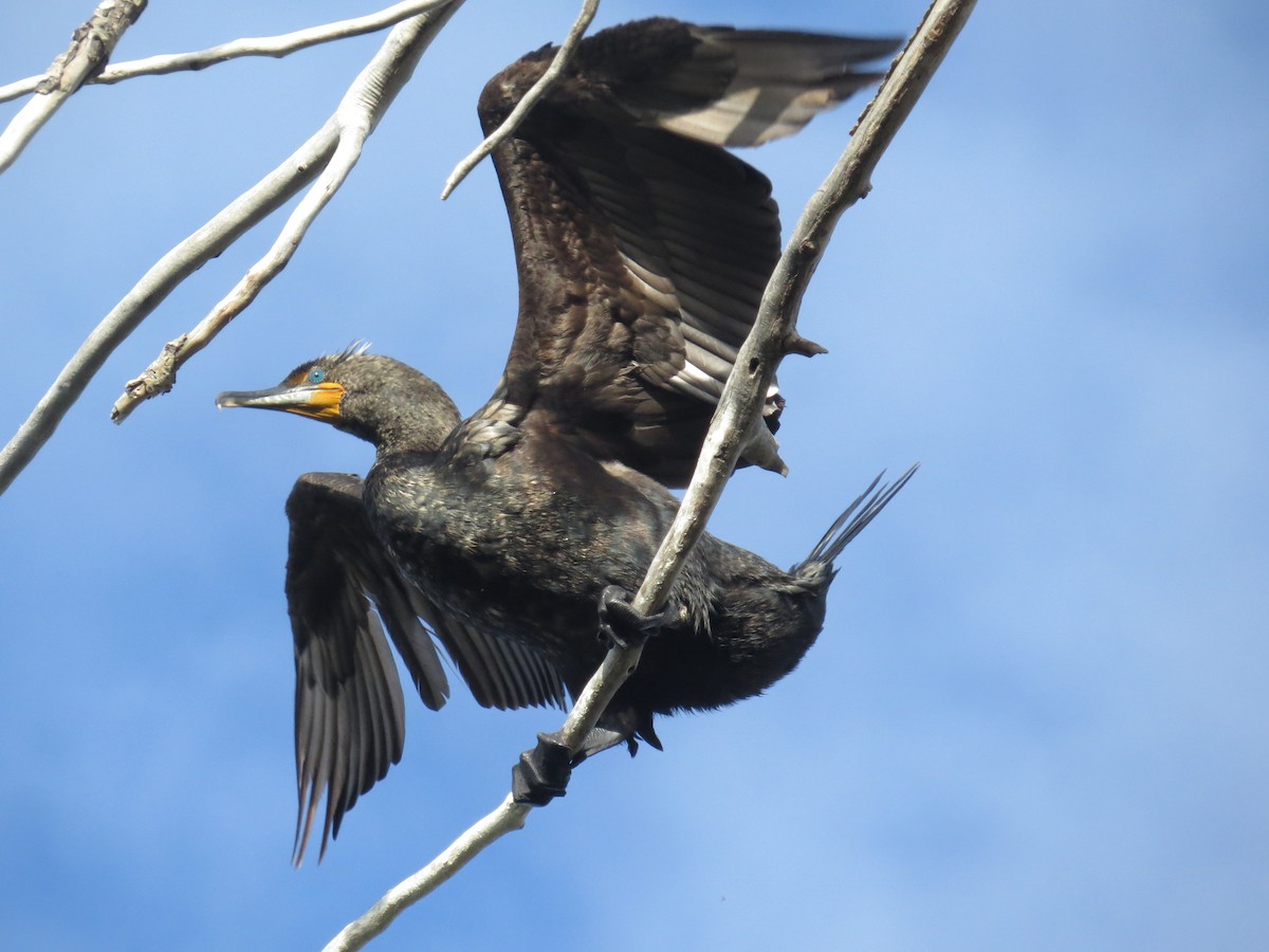 Double-crested Cormorant - ML56080241