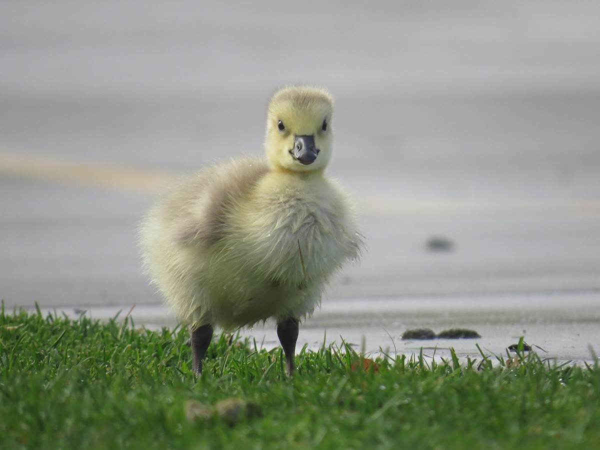 Canada Goose - ML56080281