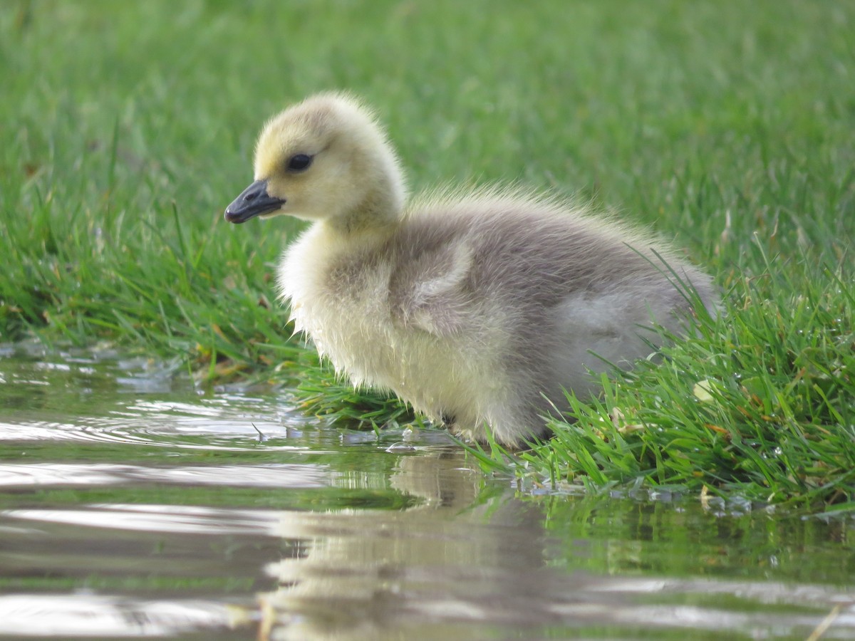 Canada Goose - ML56080301